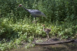 White-Naped Crane Chick Hatches at Wildlife Conservation Society’s Bronx Zoo